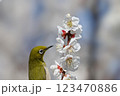 梅大好き 123470886