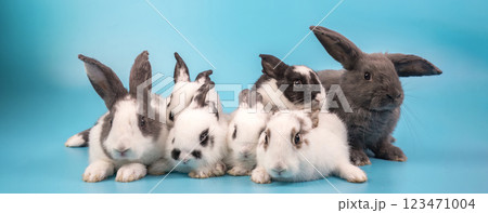 bunny Easter fluffy baby rabbit or new born rabbit. bunny Easter fluffy baby rabbit or new born rabbit. 123471004