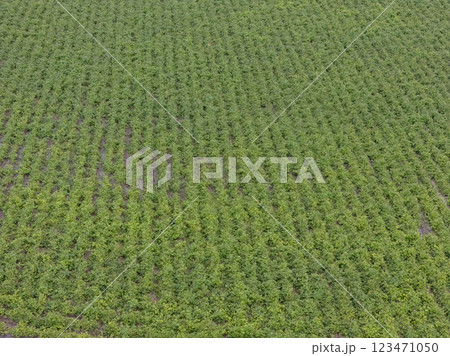 Aerial view ; Rows of soil before planting. 123471050