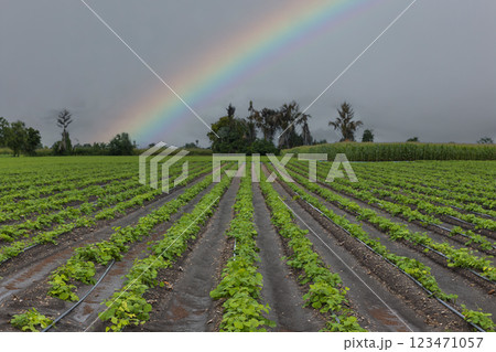 Green ripening soybean field, agricultural landscape.  123471057