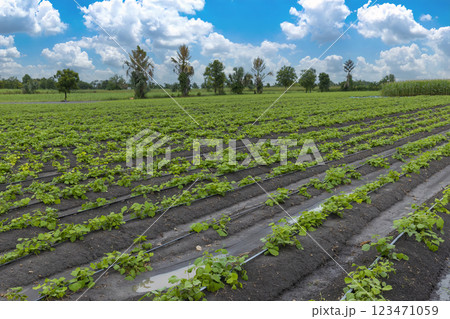 Green ripening soybean field, agricultural landscape.  123471059