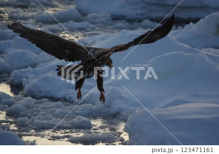 飛行するオジロワシ 123471161