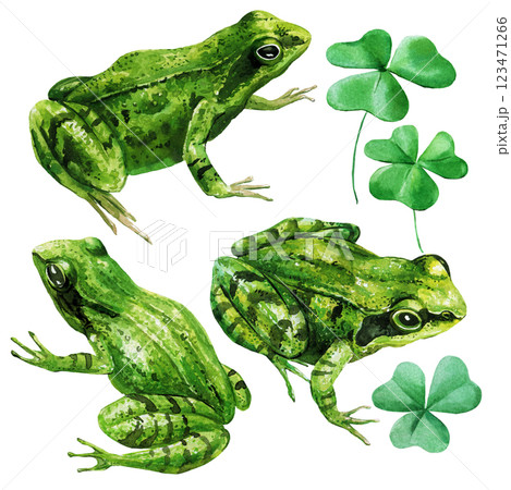 Green frogs, lucky clover leaves. Realistic wildlife forest nature, hand-painted botanical watercolor illustration 123471266