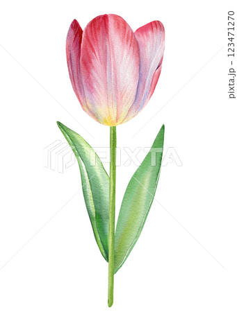 Tulip flower. Floral watercolor painting with blooming pink tulip, realistic botanical illustration pink spring flowers Tulip flower. Floral watercolor painting with blooming pink tulip, realistic botanical illustration pink spring flowers 123471270