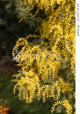 Mimosa Flowers Bloom Springtime Garden Yellow vibrant blossoms abundant display. 123471419