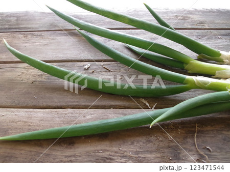 ネギ 収穫する 家庭菜園 地元野菜 畑 ネギ 収穫する 家庭菜園 地元野菜 畑 123471544
