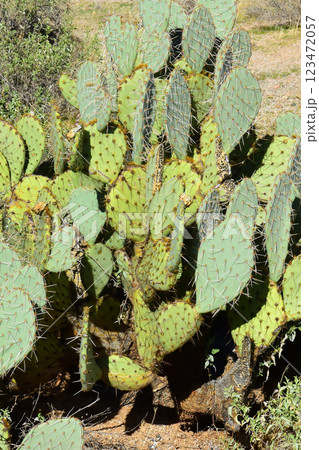 Prickly Pear Cactus Sonora Desert Arizona 123472057