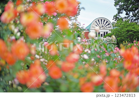 港の見える丘公園のバラ園 123472813