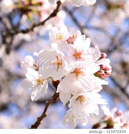 春の青空に映える桜 春の青空に映える桜 123472859