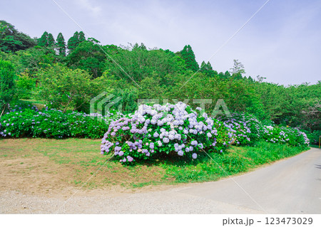 千葉県 野見金公園の紫陽花 千葉県 野見金公園の紫陽花 123473029