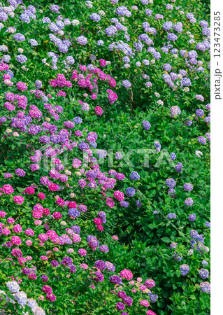 千葉県 服部農園(あじさい屋敷)の紫陽花 123473285