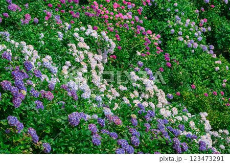 千葉県 服部農園(あじさい屋敷)の紫陽花 千葉県 服部農園(あじさい屋敷)の紫陽花 123473291