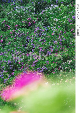千葉県 服部農園(あじさい屋敷)の紫陽花 千葉県 服部農園(あじさい屋敷)の紫陽花 123473308