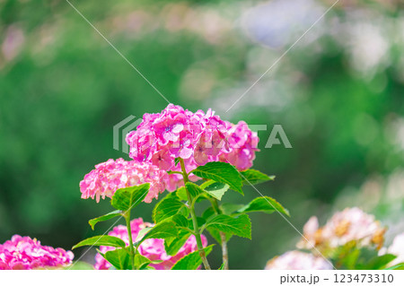 千葉県 服部農園(あじさい屋敷)の紫陽花 123473310