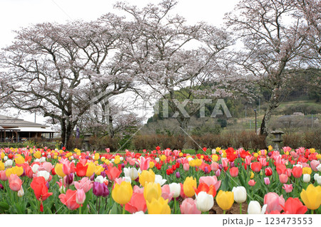 満開のチューリップ畑と桜 123473553