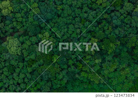 Aerial view of green summer forest. Summer in forest aerial top view. 123473834
