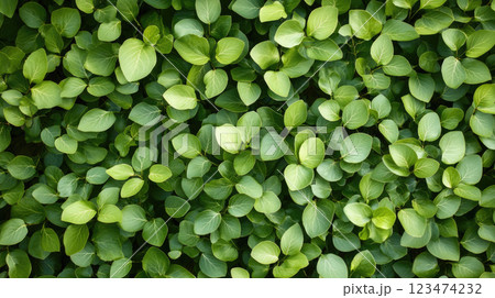 Fresh green leaves background as nature background or natural wallpaper. 123474232