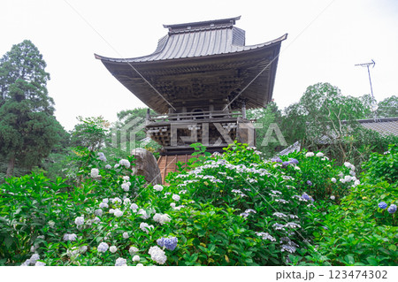 日蓮宗本山 正東山日本寺の鐘楼と紫陽花 日蓮宗本山 正東山日本寺の鐘楼と紫陽花 123474302