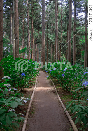 日蓮宗本山 正東山日本寺のあじさい遊歩道の紫陽花 日蓮宗本山 正東山日本寺のあじさい遊歩道の紫陽花 123474304