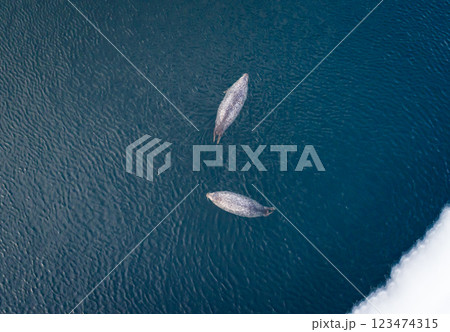 Aerial top down view of 2 fat spotted seals floating on the clear azure sea water. Cute wild animal in natural environment. 123474315