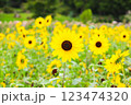 ひまわり畑 123474320