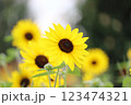 輝くひまわり 123474321