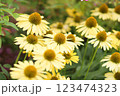 エキナセア、黄色い花 123474323