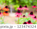 エキナセア、赤い花 123474324