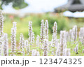 春の花、ムスカリ、白い花、アガスターシェ 123474325
