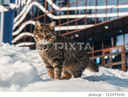 Cat exploring snowy sidewalk near modern building during winter daylight Cat exploring snowy sidewalk near modern building during winter daylight 123474342