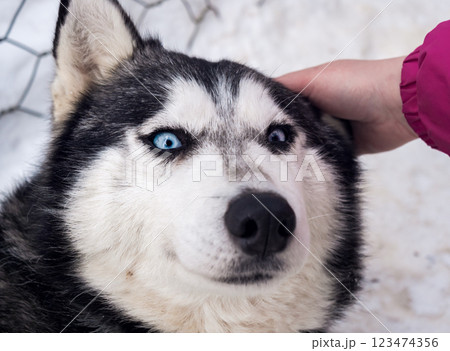 A person gently pets a husky with striking blue eyes in a snowy setting, portraying a warm moment. 123474356