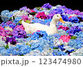 あじさいとアヒル 123474980