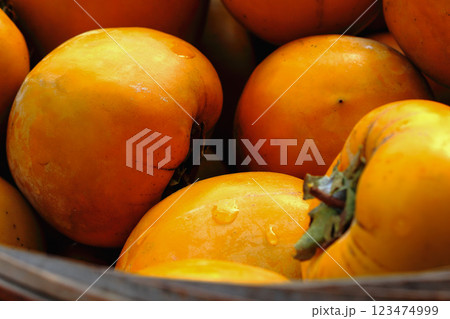 Unpeeled Persimmons Ready for Peeling in Xinpu, Taiwan. 123474999