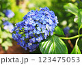 青い紫陽花 123475053