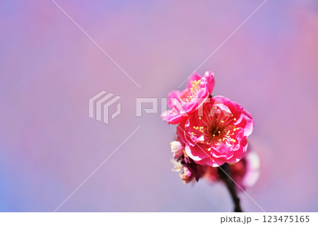 赤い梅の花 123475165