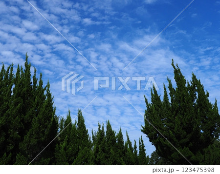 うろこ雲が広がる空 清々しい　木々との共演 123475398