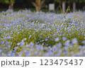ネモフィラ 123475437