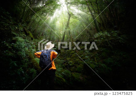 森林の木漏れ日を見上げるトレッカーの後ろ姿 123475825