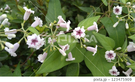 ヘクソカズラの花 123475909