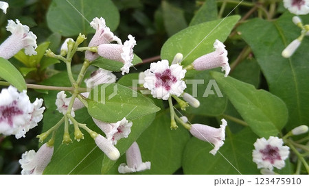 ヘクソカズラの花 ヘクソカズラの花 123475910