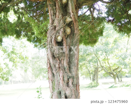 木にとまる鳥　木の幹から語りかけるもの　緑の爽やかさを感じる。　そして、歴史。 123475960