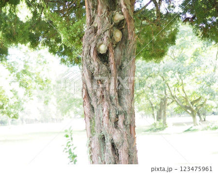 木にとまる鳥　木の幹から語りかけるもの　緑の爽やかさを感じる。　そして、歴史。 123475961