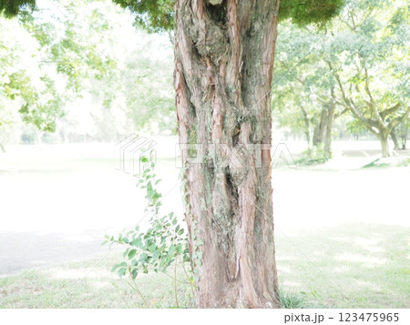 木にとまる鳥　木の幹から語りかけるもの　緑の爽やかさを感じる。　そして、歴史。 123475965