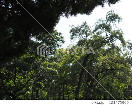 木にとまる鳥　木の幹から語りかけるもの　緑の爽やかさを感じる。　そして、歴史。 123475969