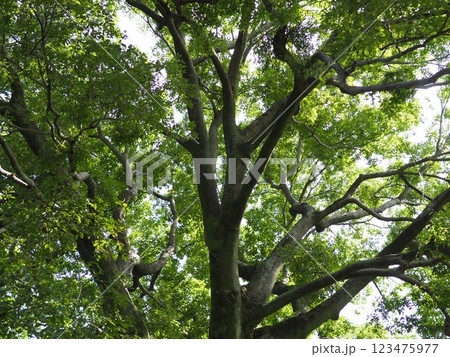 木にとまる鳥　木の幹から語りかけるもの　緑の爽やかさを感じる。　そして、歴史。 123475977