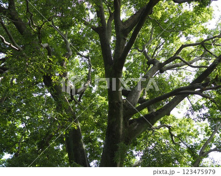 木にとまる鳥 木の幹から語りかけるもの 緑の爽やかさを感じる。 そして、歴史。 木にとまる鳥 木の幹から語りかけるもの 緑の爽やかさを感じる。 そして、歴史。 123475979