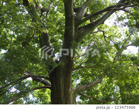 木にとまる鳥 木の幹から語りかけるもの 緑の爽やかさを感じる。 そして、歴史。 木にとまる鳥 木の幹から語りかけるもの 緑の爽やかさを感じる。 そして、歴史。 123475986