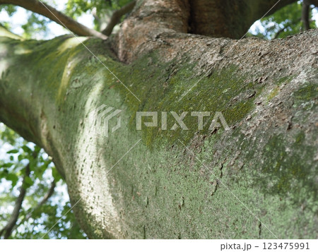 木にとまる鳥　木の幹から語りかけるもの　緑の爽やかさを感じる。　そして、歴史。 123475991