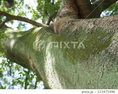 木にとまる鳥　木の幹から語りかけるもの　緑の爽やかさを感じる。　そして、歴史。 123475996