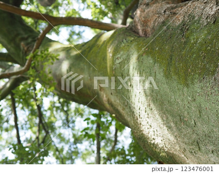 木にとまる鳥　木の幹から語りかけるもの　緑の爽やかさを感じる。　そして、歴史。 123476001
